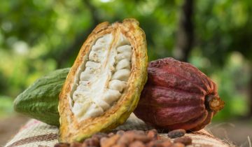 El cacao peruano conquista nuevos horizontes